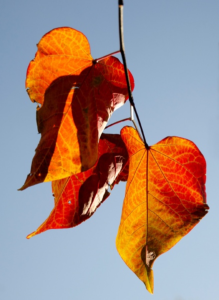 080 - Kreatief Overijse - Sabine Marquebreucq - Cercis Canadensis